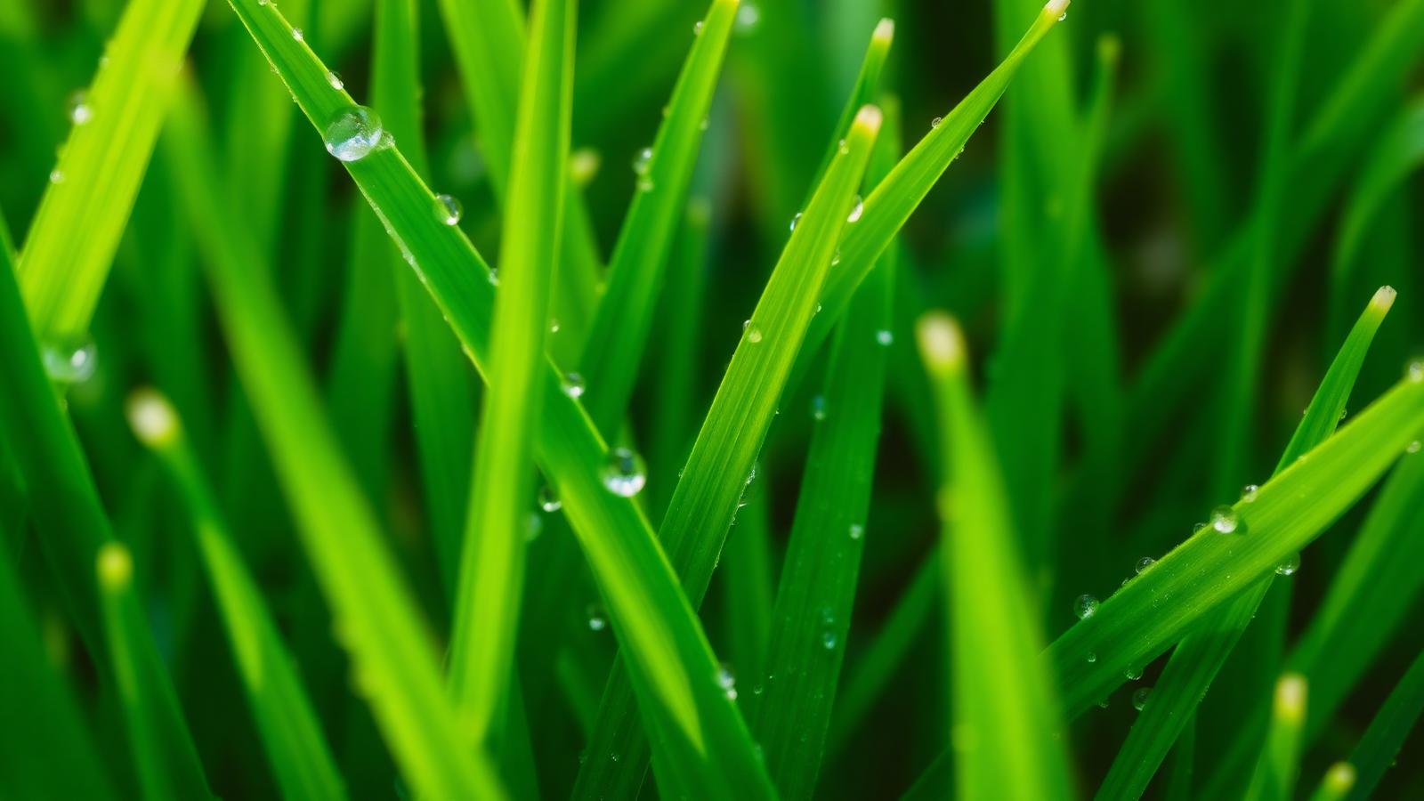 Seeding & Aeration
